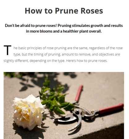 how to prune roses article