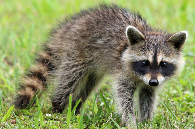 Raccoon in the wild