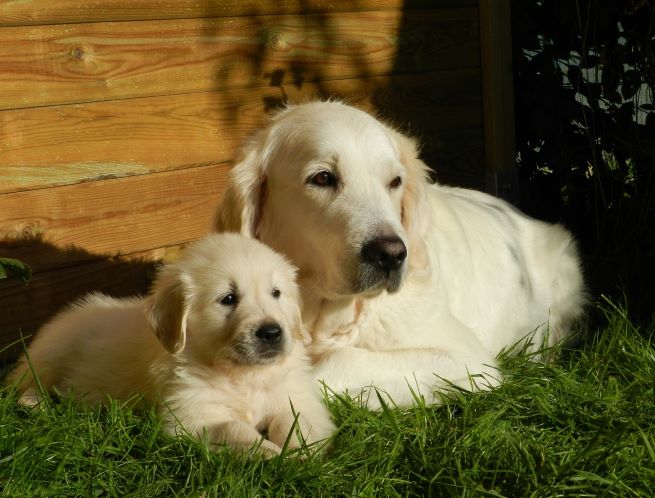 An adult golden retriever and a puppy sitting together on grass in sunlight, with a wooden fence in the background.