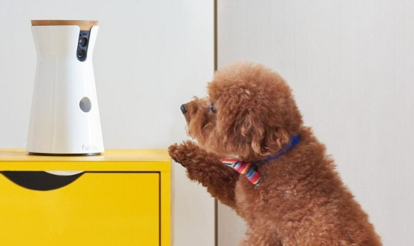 A brown poodle dog with a colorful collar standing on its hind legs, curiously looking at a white Furbo pet camera on a yellow cabinet with a smiley face design.