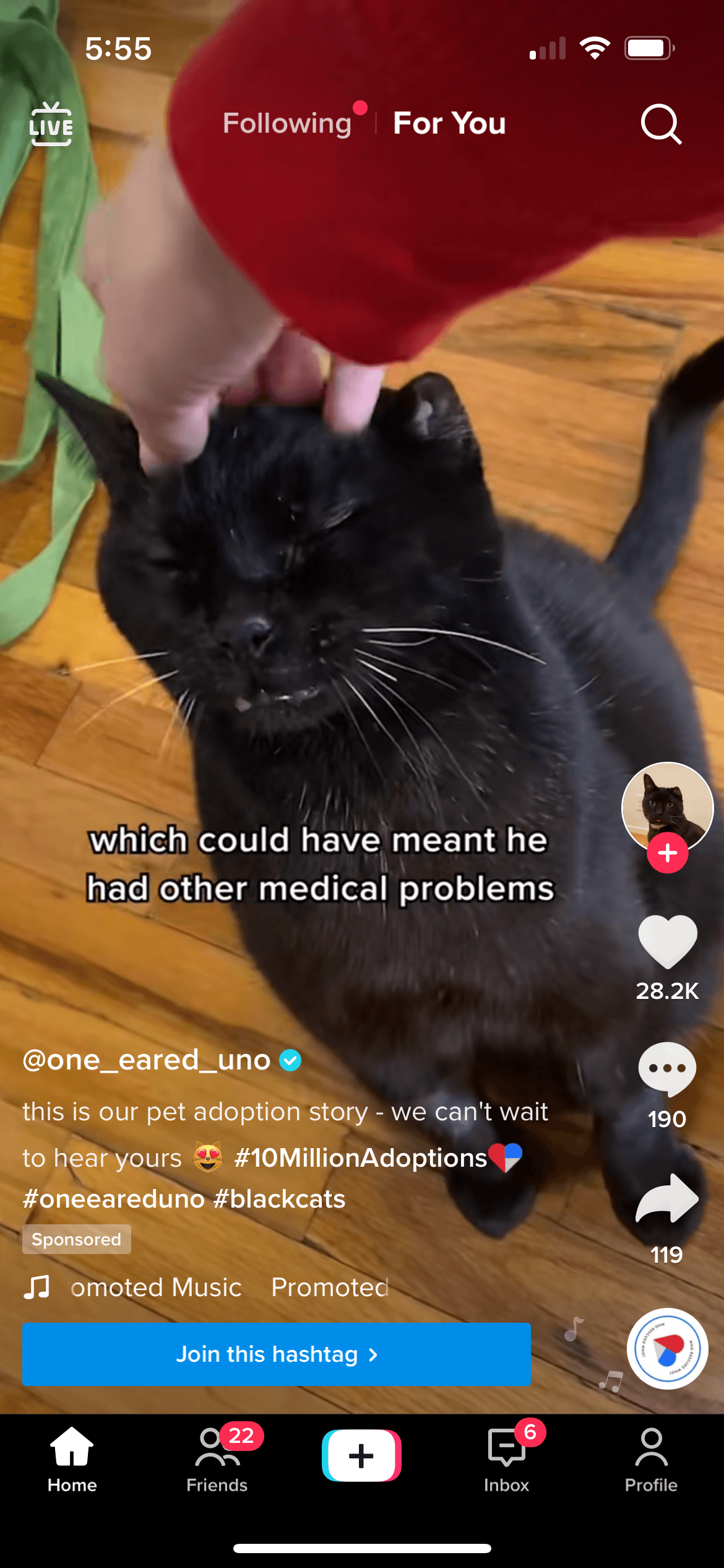 TikTok Branded Hashtag for a cat