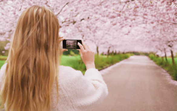 Woman taking a picture of cherry blossom trees