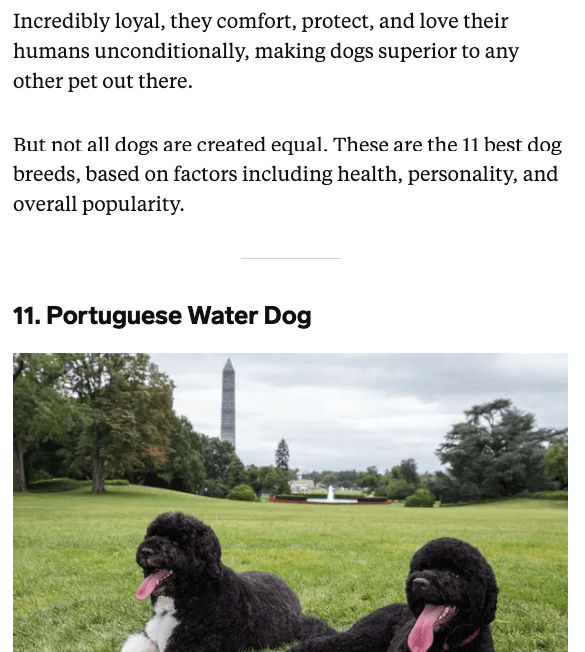 Blog post about dogs