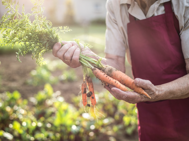 Person in a red apron holding a bunch of freshly harvested carrots with green tops in a garden.