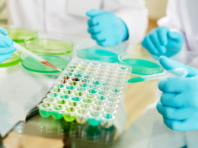 Two scientists in lab coats and blue gloves working with a pipette and a 96-well plate, alongside petri dishes with green substance in a laboratory setting.