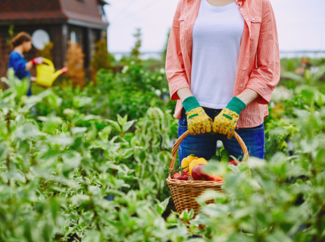 Person in a garden holding a basket of fresh vegetables, with another person watering plants in the background.