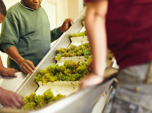 People sorting green grapes on trays at a stainless steel counter, with a person in a green sweater closely inspecting the fruit.