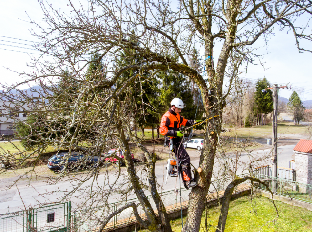 An arborist in orange safety gear is pruning a leafless tree with a chainsaw, secured by ropes and a harness, in a residential neighborhood.