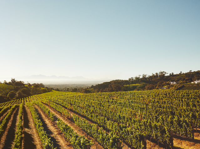 Sunlit vineyard with rows of grapevines leading towards distant hazy mountains under a clear blue sky.