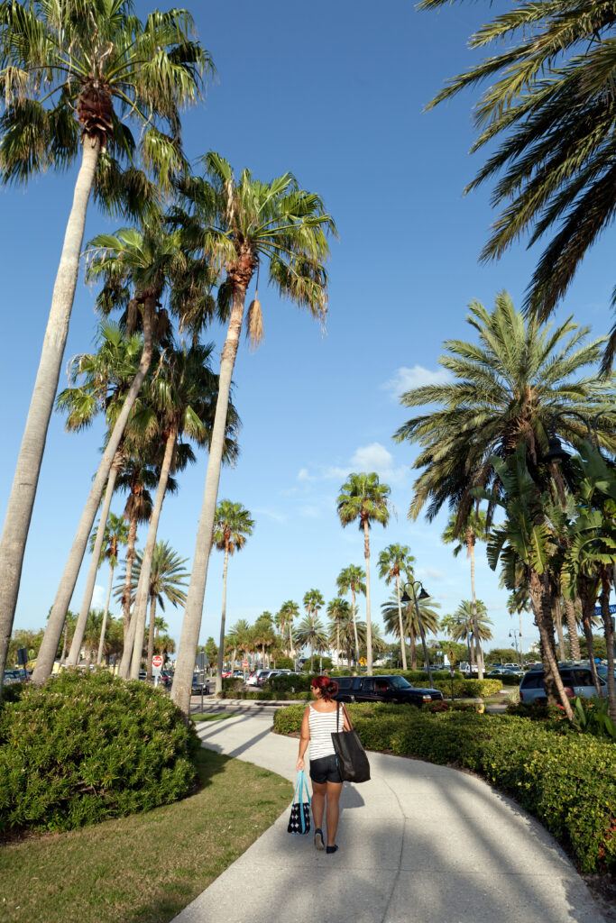 Tampa, Florida palm trees