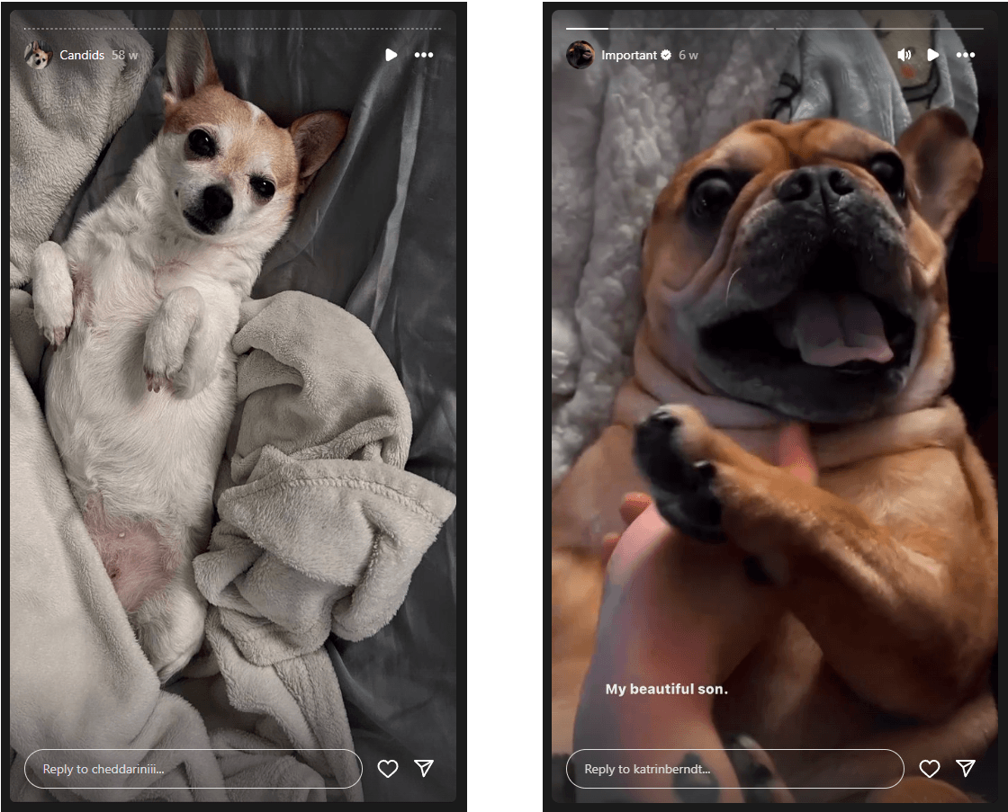 Dog stories on instagram