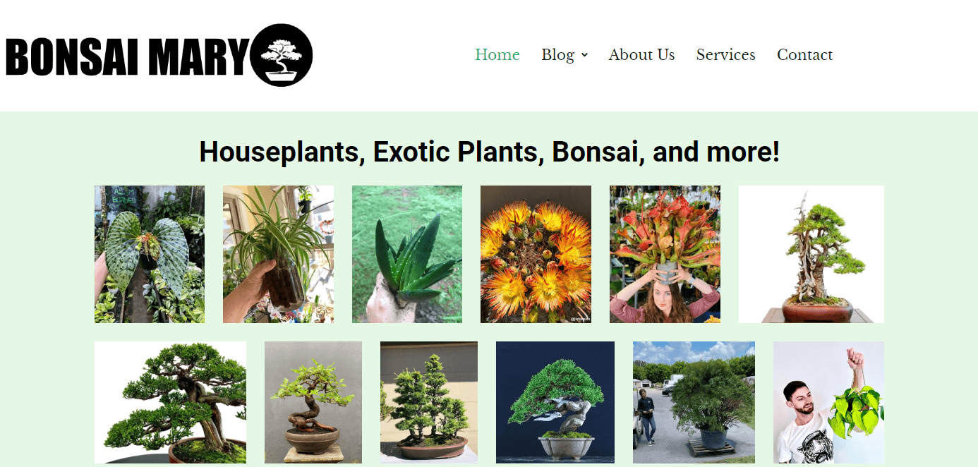 Bonsai Mary homepage