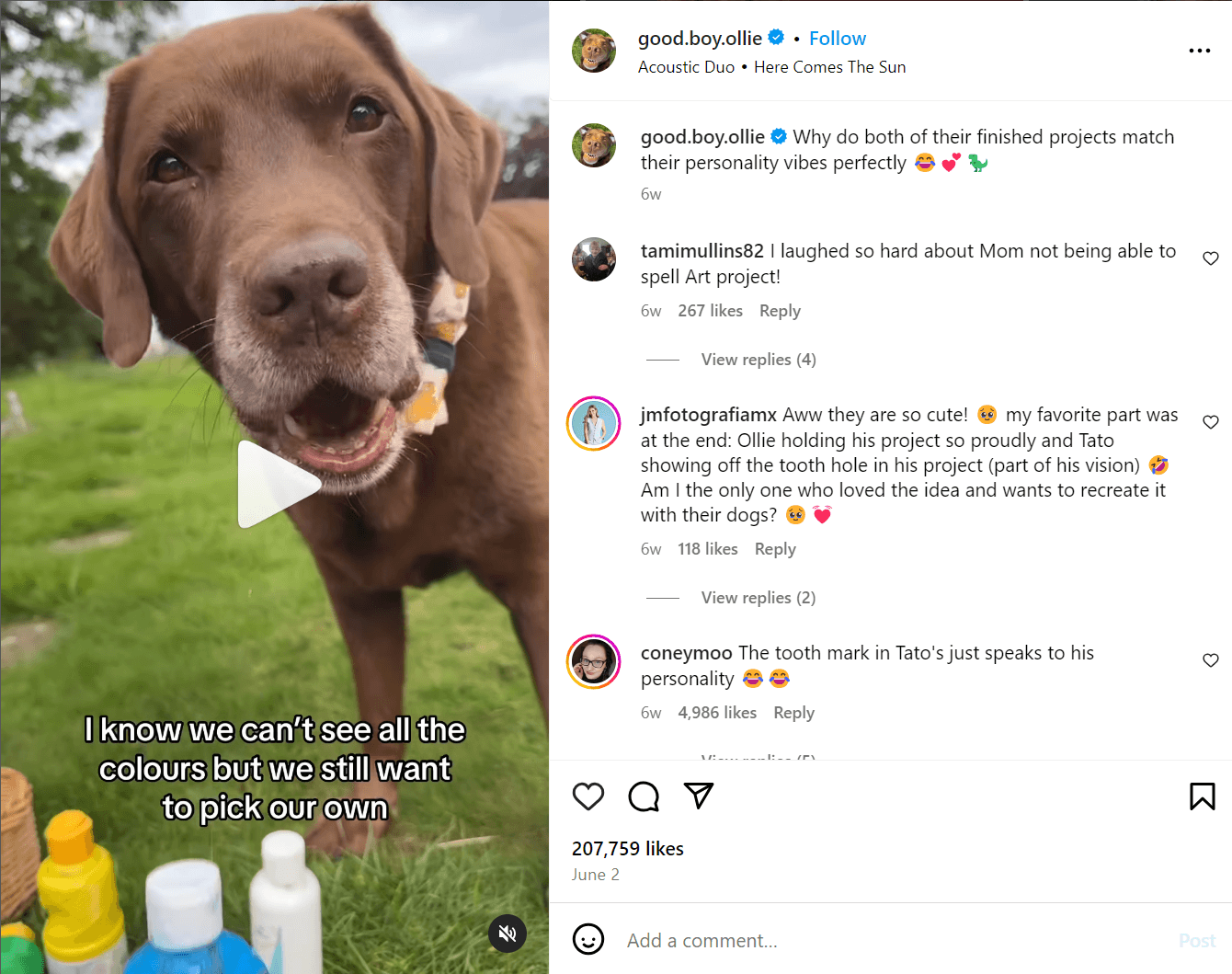 Instagram vertical video of a dog