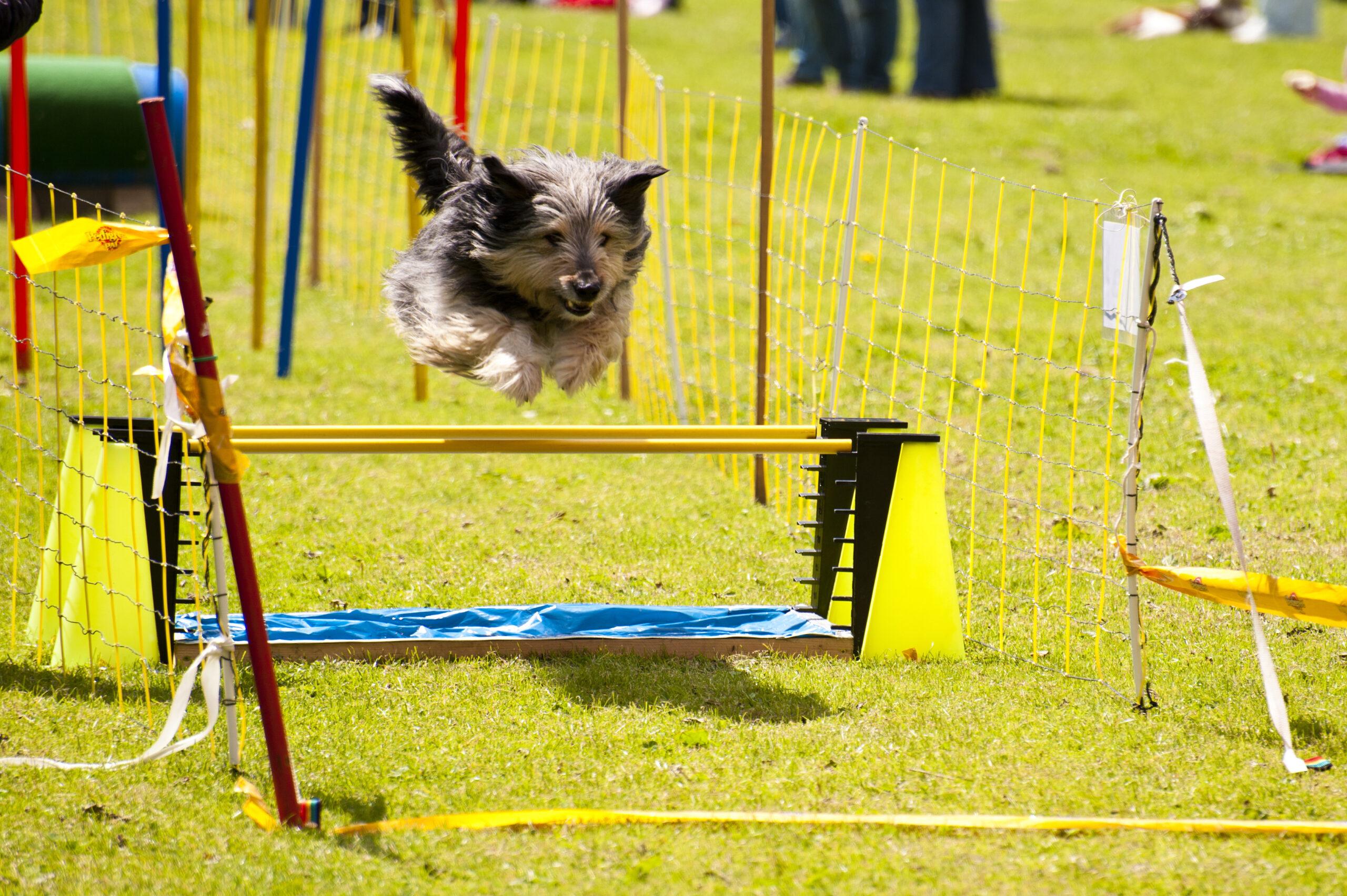 dog training scaled