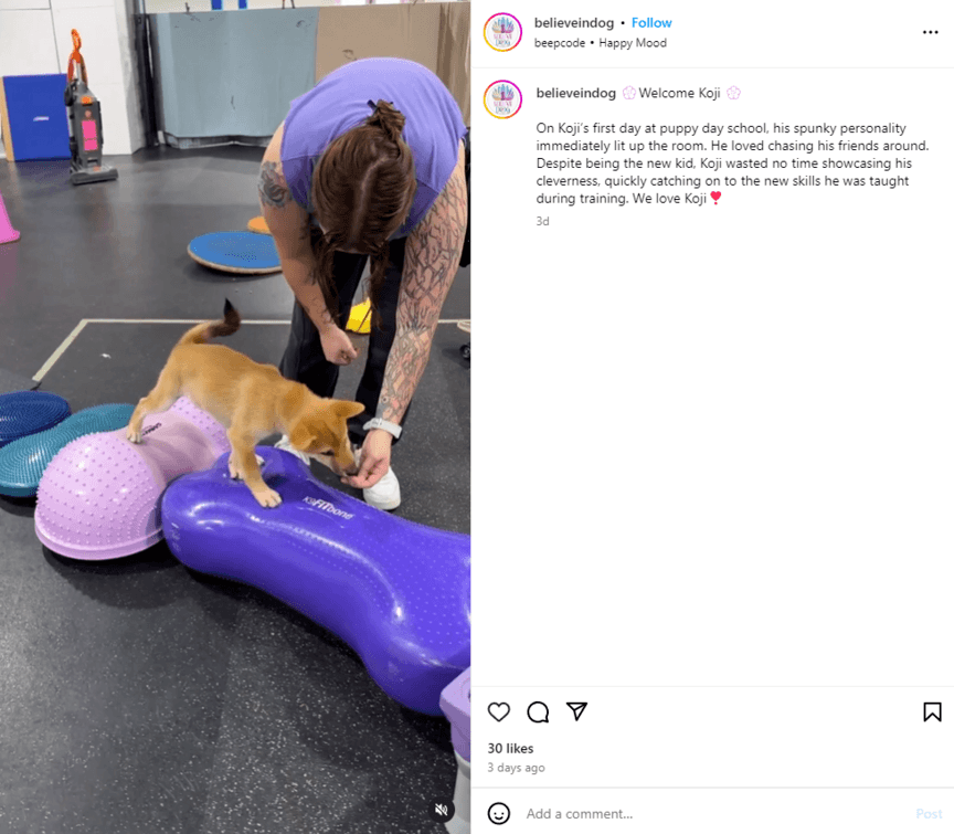 Instagram post from Believe in Dog sharing a training session with a small brown dog