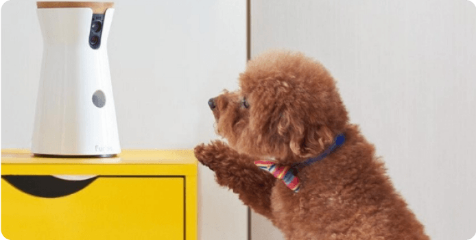 furbo case study