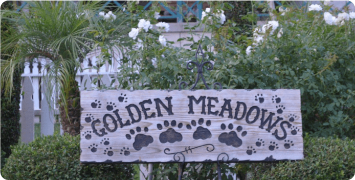 golden meadows retrievers