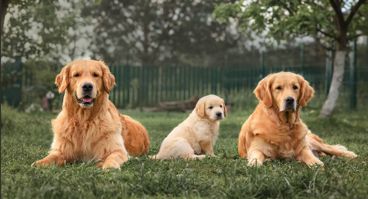 Two adult golden retrievers and one puppy laying in a green grass yard