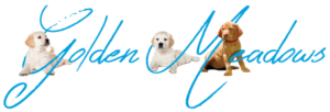 golden meadows retrievers logo 1