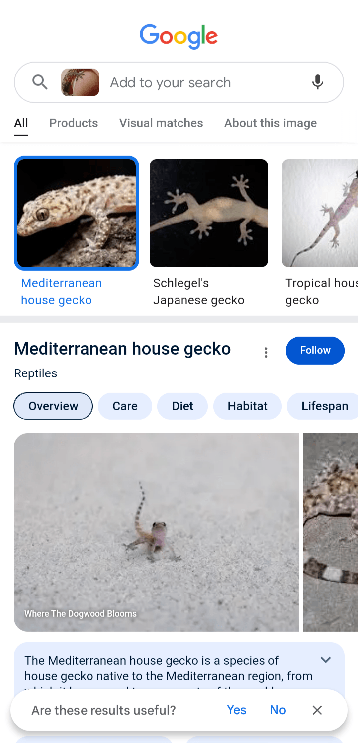 google lens walkthrough 7