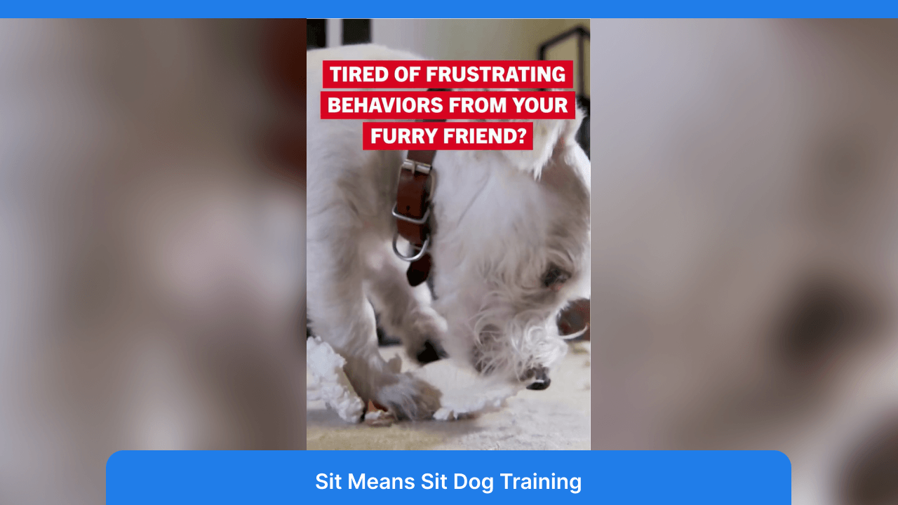 sit means sit thumbnail