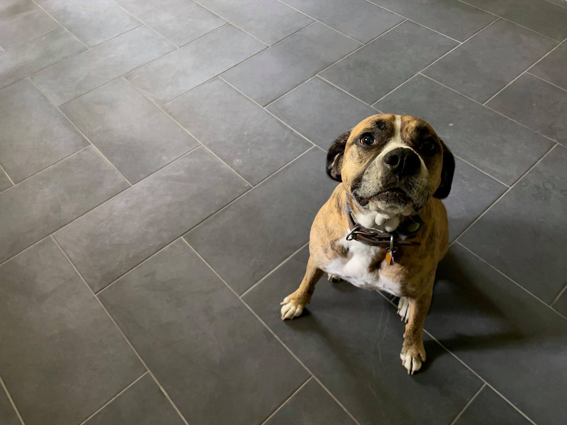 Area Flooring Doggie