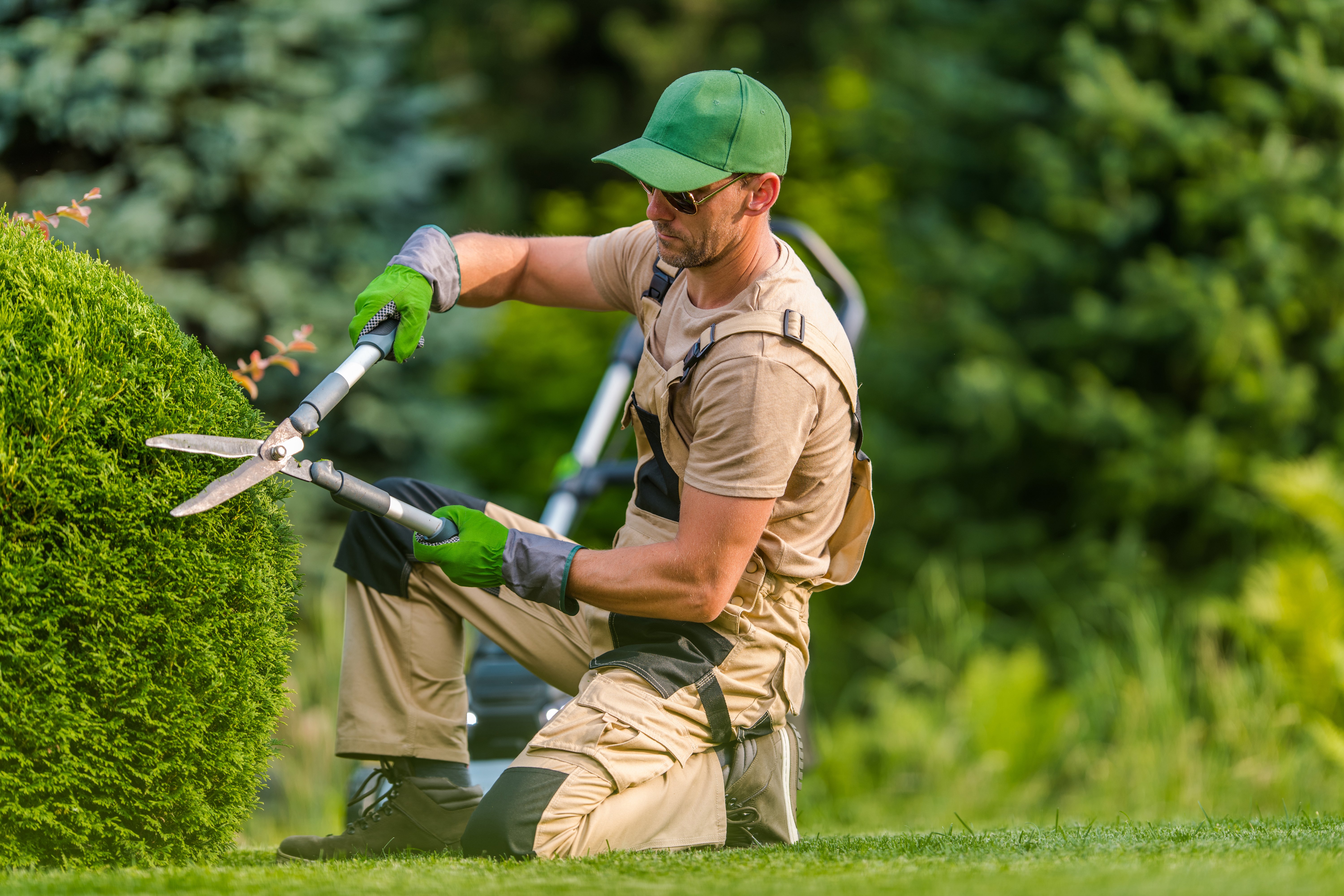 Caucasian Professional Gardener in His 40s Wearing Sunglasses Trimming Plants Using Pro Scissors. Garden Maintenance Job.