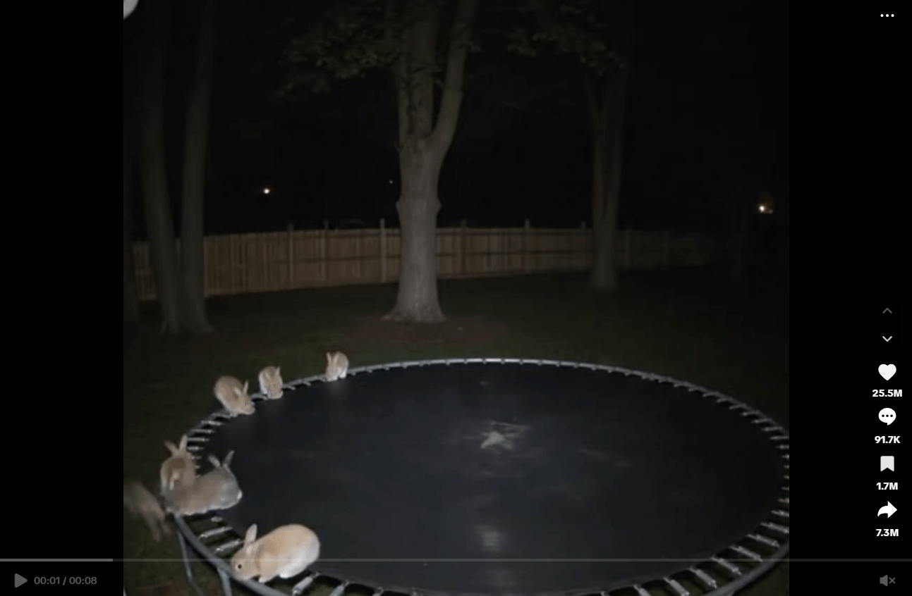 ai bunny trampoline video